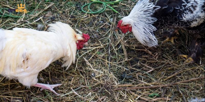Bật Mí Kinh Nghiệm Cược Đá Gà Thomo Kịch Tính Và Dễ Thắng 3 Áp dụng 4 mẹo chơi cực hay khi cá cược đá gà